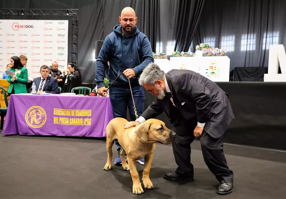 concurso-monografico-del-presa-canario-en-la-villa-de-moya_la-gaceta-de-gran-canaria