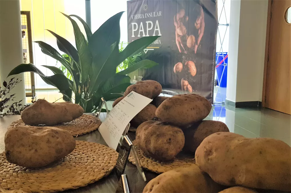 exposición-papas-teror