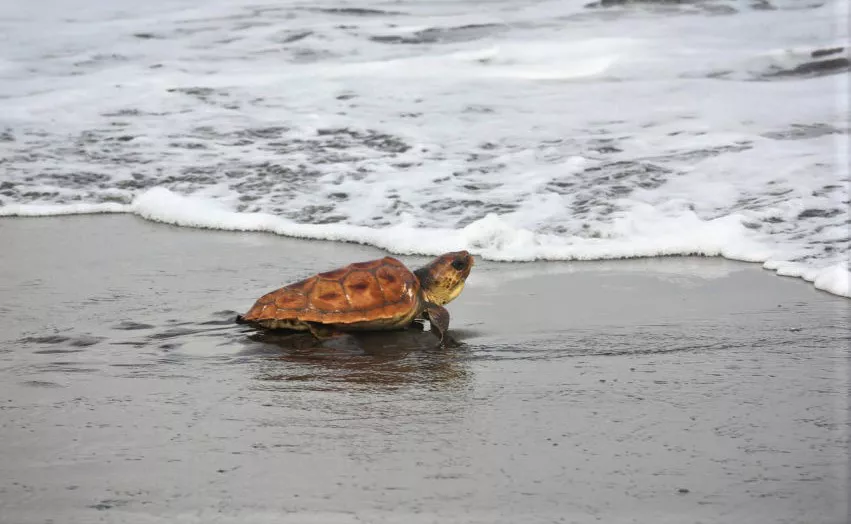 tortuga-granca-limpieza-playa-bocabarranco-club-baloncesto-gran-canaria-_la-gaceta-de-gran-canaria_2