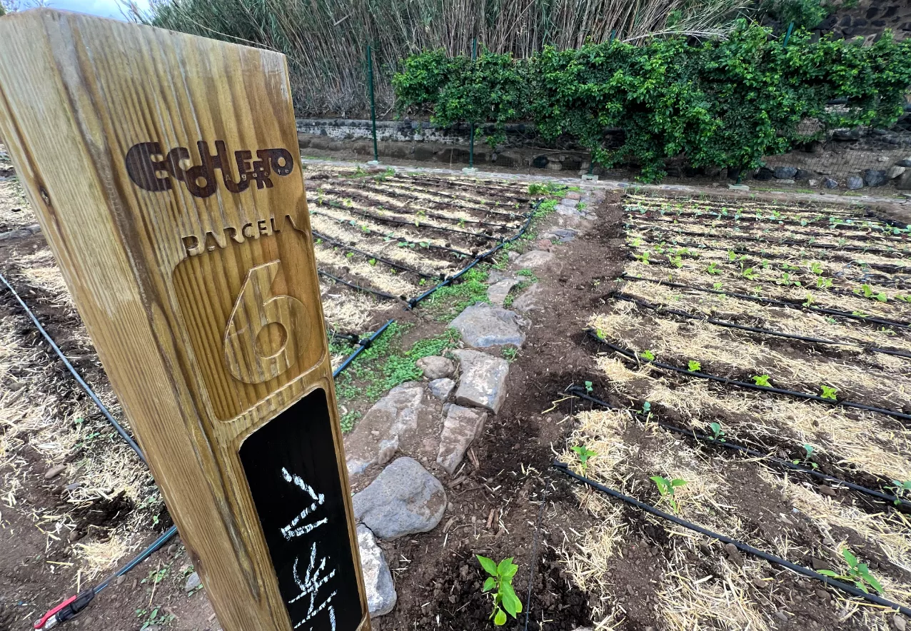 ecohuerto-agaete-3_la-gaceta-de-gran-canaria
