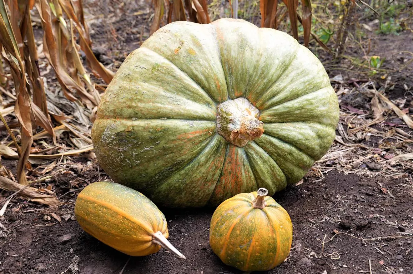 luis-garcia-valleseco-calabaza-gigante