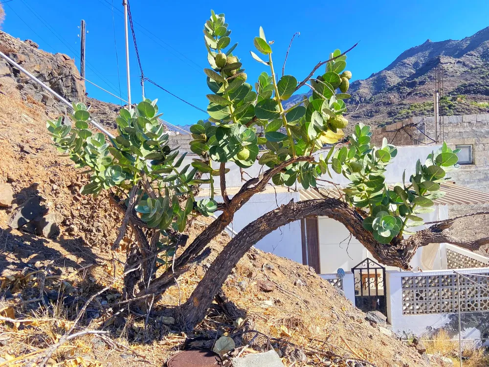 cabildo-de-gran-canaria-trabaja-para-detener-la-expansion-del-arbol-de-la-seda_noticias-de-gran-canaria