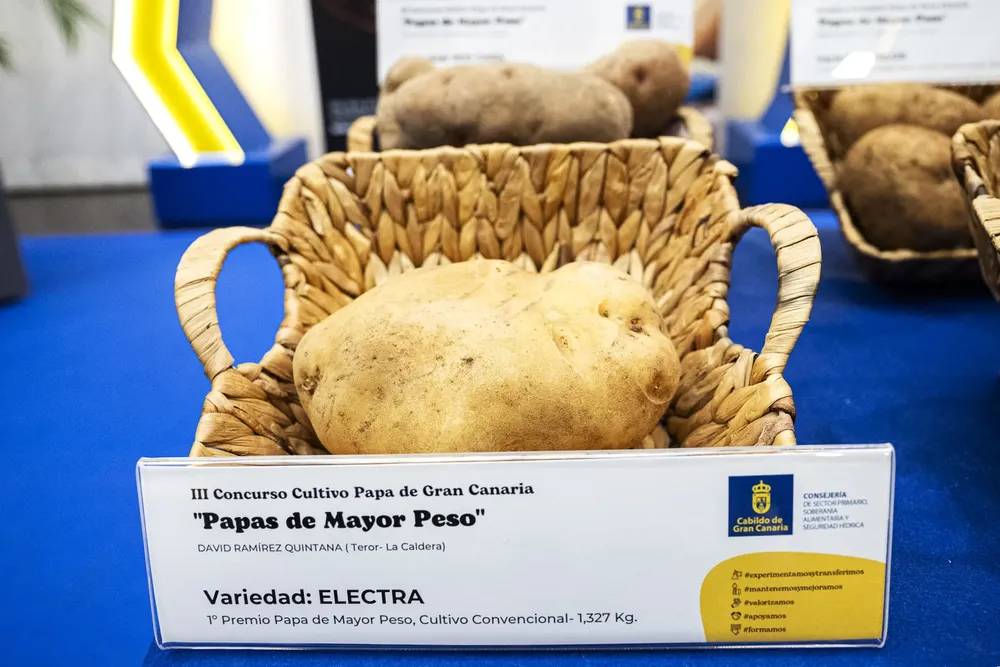 concurso-papa-gran-canaria