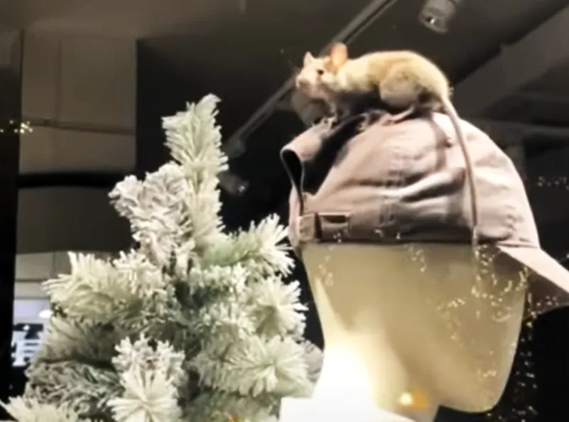 ratas-en-mesa-y-lopez_las-palmas-de-gran-canaria