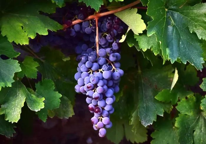 vendimia-vinos-gran-canaria_noticias-gran-canaria