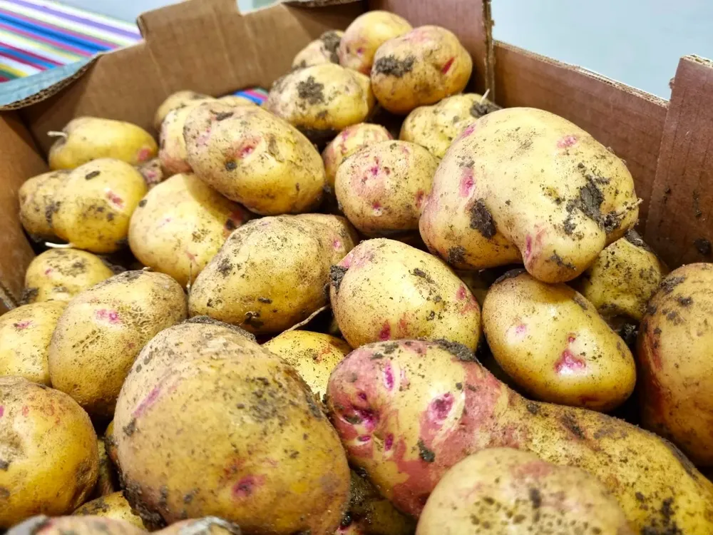 papa-reino-unido-I-archipielago-gourmet-noticias-gastronomia-canarias