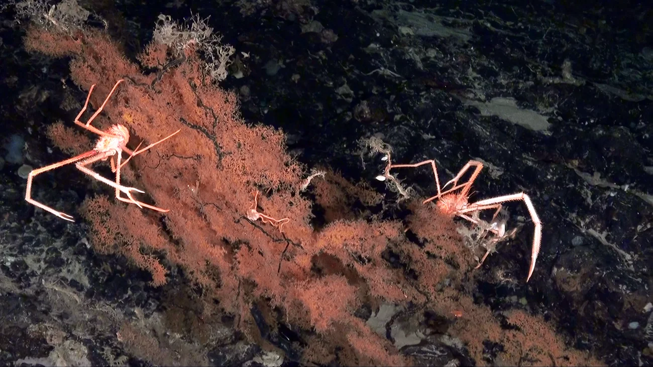 ECOAQUA-bosque-coral-negro-en-montaña-submarina-al-sur-de-Canarias