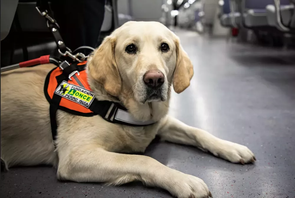 perro-guia-fundacion-once-dia-internacional-del-perro-guia-I-la-gaceta-de-gran-canaria