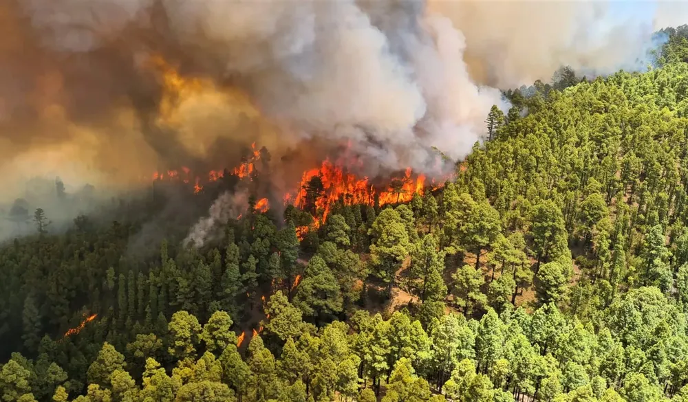 incendio-tenerife-I-la-gaceta-de-gran-canaria