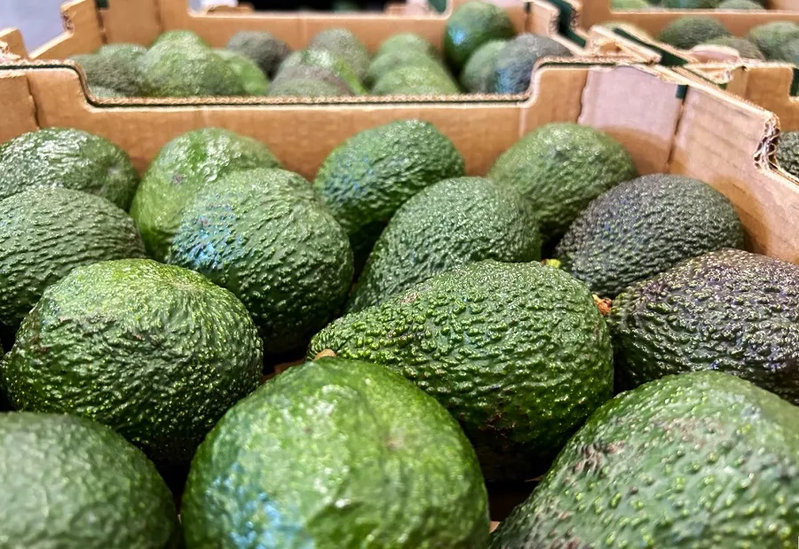 aguacate-de-canarias-obtiene-el-sello-de-calidad-europeo-de-indicacion-geografica-protegida-igp