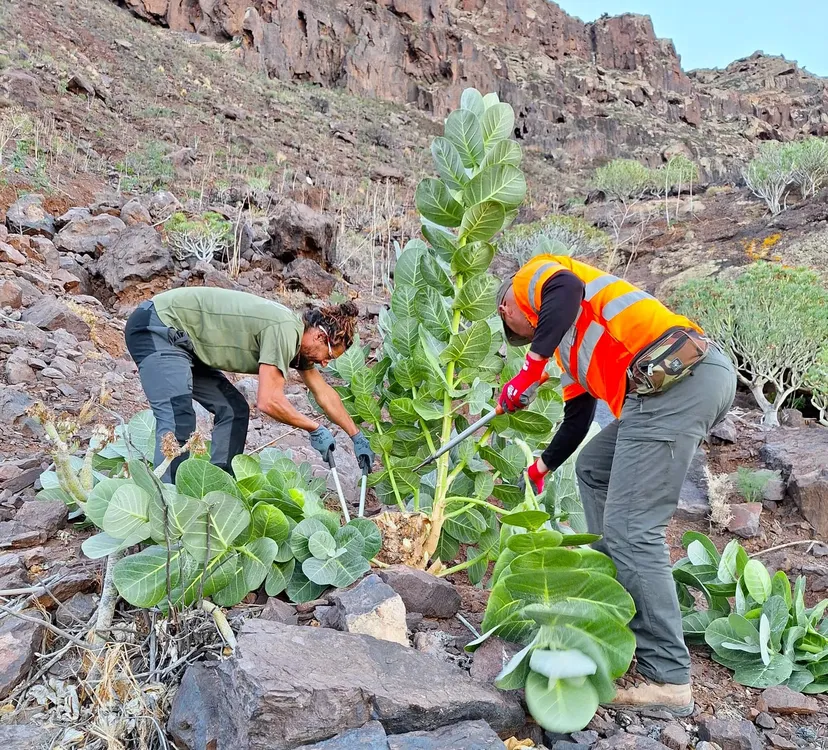 cabildo-de-gran-canaria-trabaja-para-detener-la-expansion-del-arbol-de-la-seda_noticias-gran-canaria