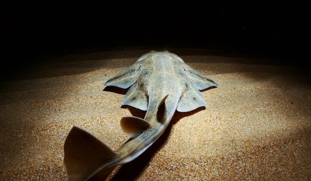 ecoaqua-incorpora-dispositivos-luminosos-en-artes-de-pesca-para-evitar-pesca-accidental-de-tiburones-y-rayas_4