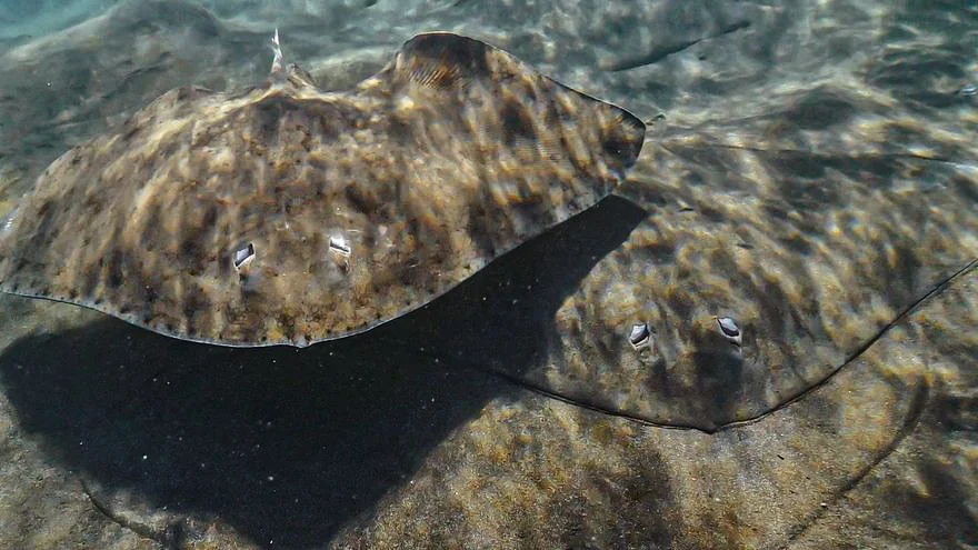 ecoaqua-incorpora-dispositivos-luminosos-en-artes-de-pesca-para-evitar-pesca-accidental-de-tiburones-y-rayas