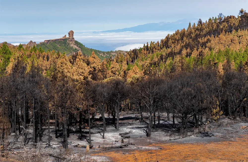 incendio-gran-canaria-I-la-gaceta-noticias-gran-canaria