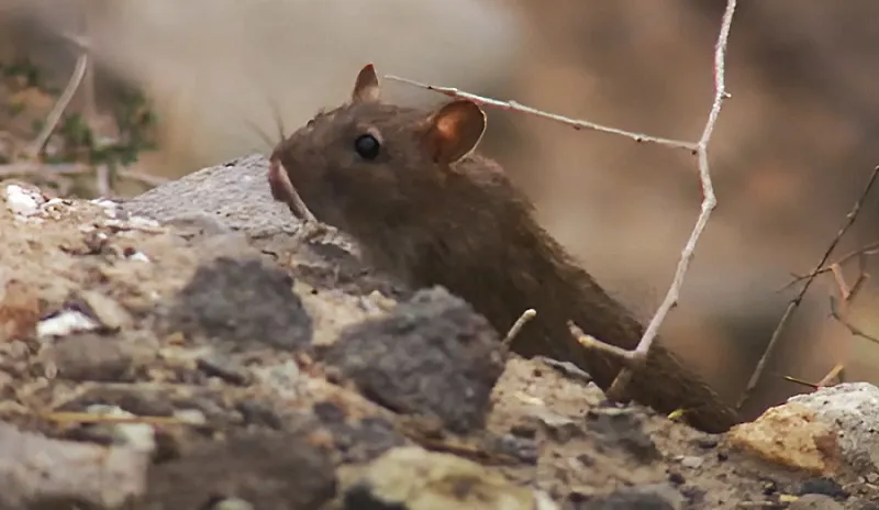 plaga-de-ratas-en-la-paterna