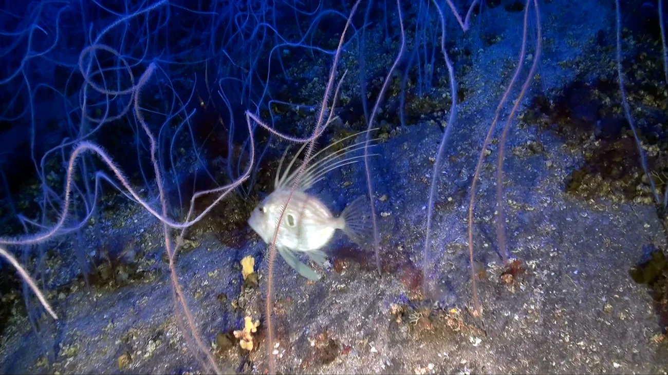 ECOAQUA-bosque-coral-negro-en-Mar-de-las-Calmas-El-Hierro