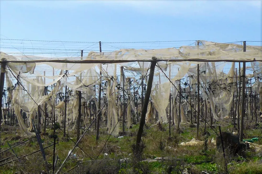 invernaderos-sur-de-gran-canaria