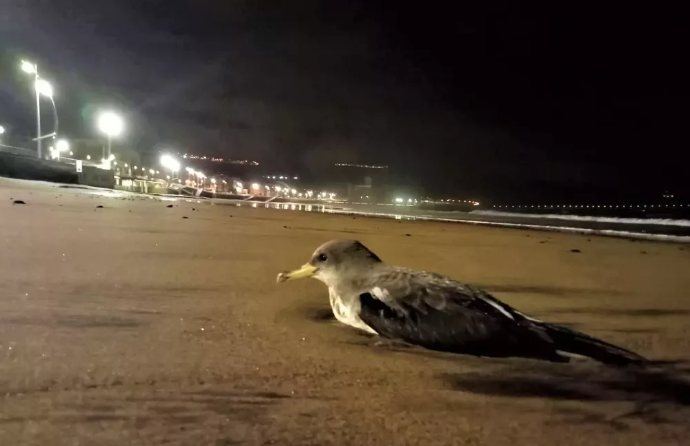 pollo-de-pardela-cenicienta-en -la-playa-de-las-canteras