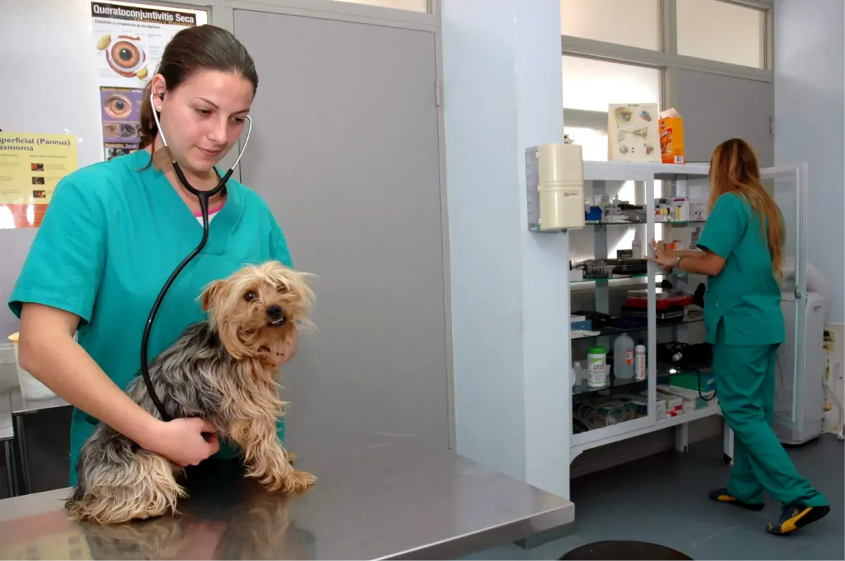 hospital-veterinario-de-universidad-las-palmas-reabre-servicio-24-horas-hospitalizacion