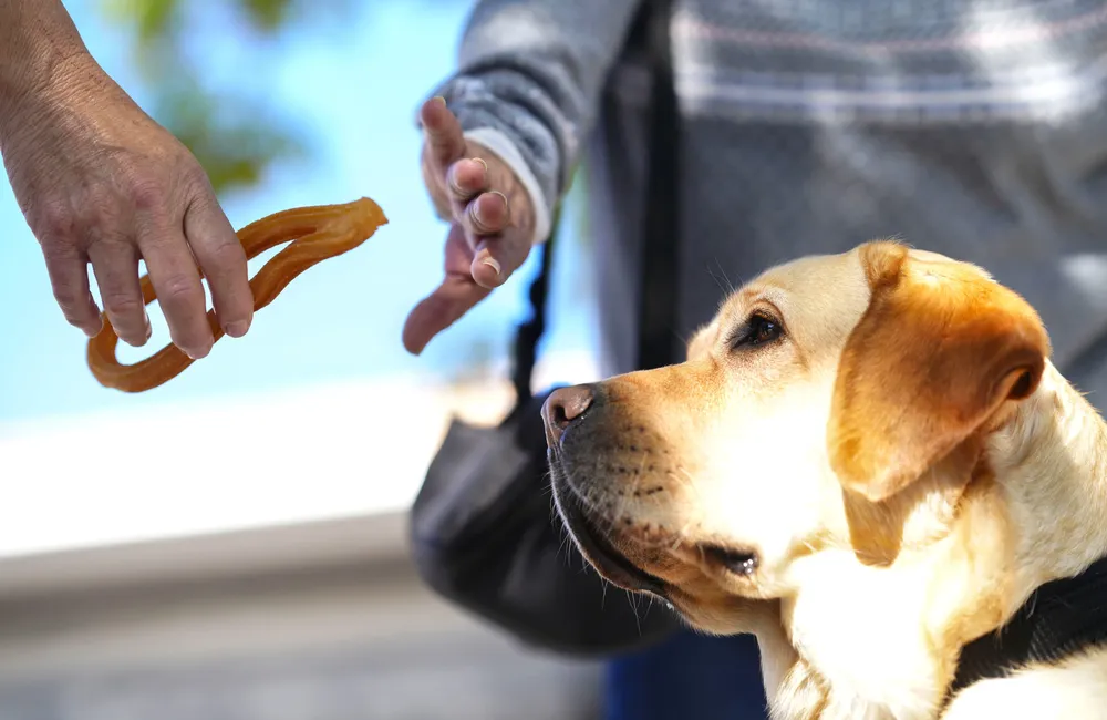 once-dia-internacional-perro-guia_noticias-gran-canaria