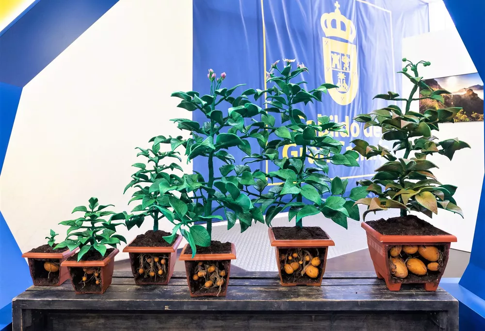 feria-insular-de-la-papa-de-gran-canaria