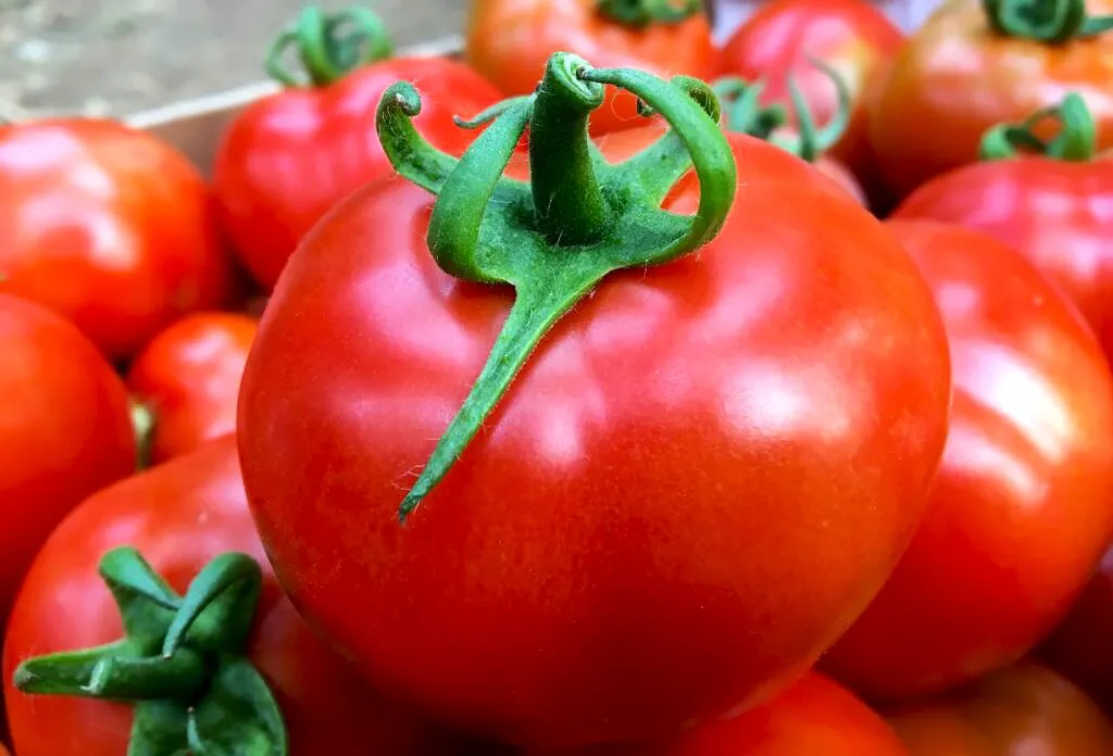 exportacion-tomate-canario-cumple-140-años