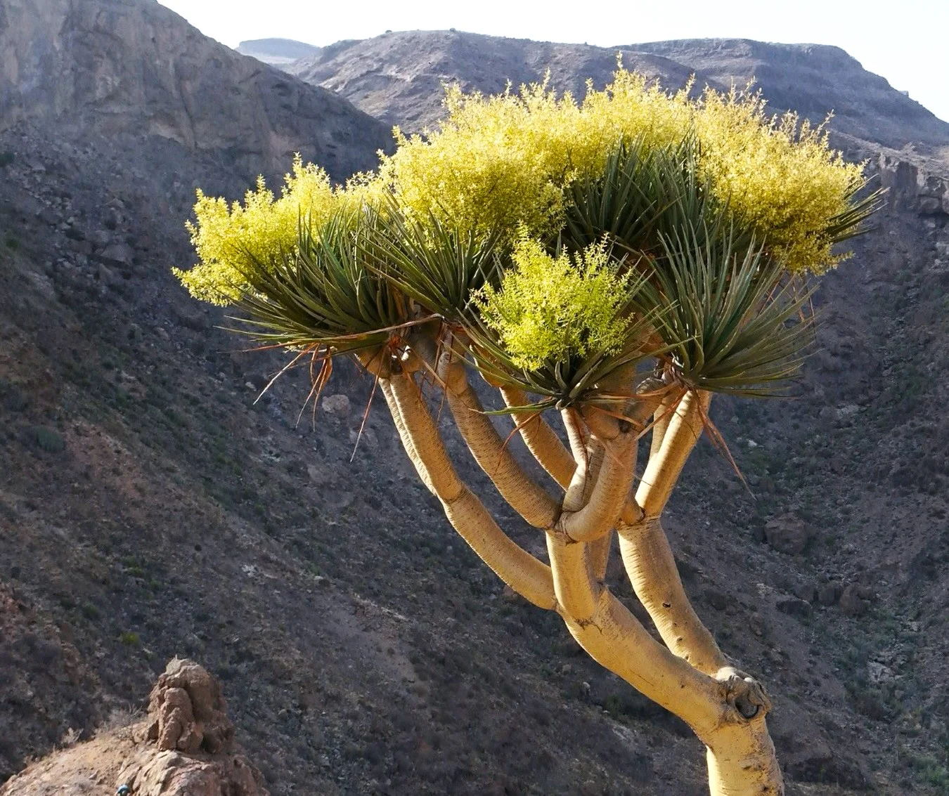 gran-canaria-lucha-por-salvar-su-drago-endemico_drago-de-gran-canaria