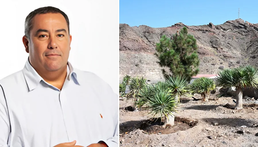 ayuntamiento-mogan-aclara-a-asociación-de-vecinos-pino-seco-que-los-arboles-fueron-trasplantados-no-talados el ayuntamiento de mogan desmiente a la asociacion de vecinos pino seco: los árboles fueron trasplantados, no talados I noticias de gran canaria
