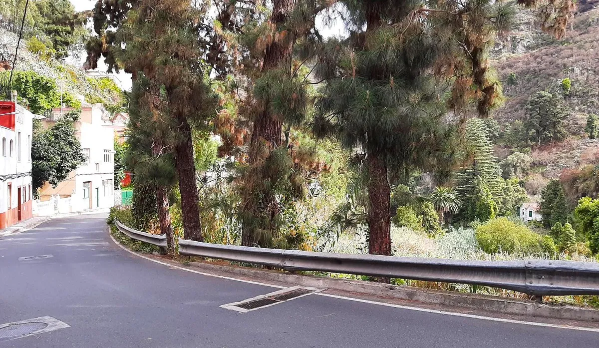 caminito-de-teror-ruta-barranco-de-osorio_el-pino-2025