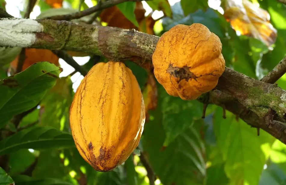 empresas-españolas-se-interesan-en-el-cacao-canario_noticias-de-gran-canaria