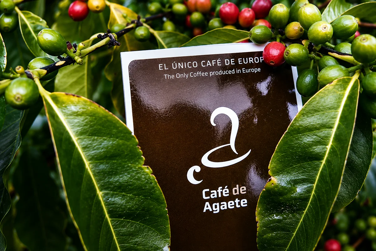 bulo-del-Cafe-de-Agaete-como-unico-cafe-de-Europa