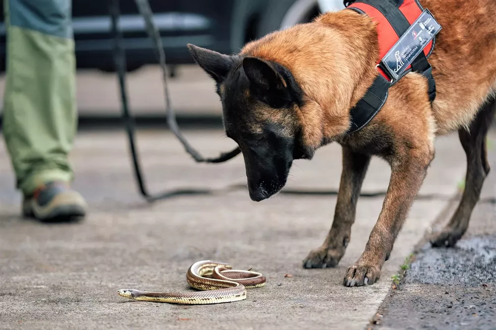 stopculebrareal-unidad-canina_noticias-de-gran-canaria