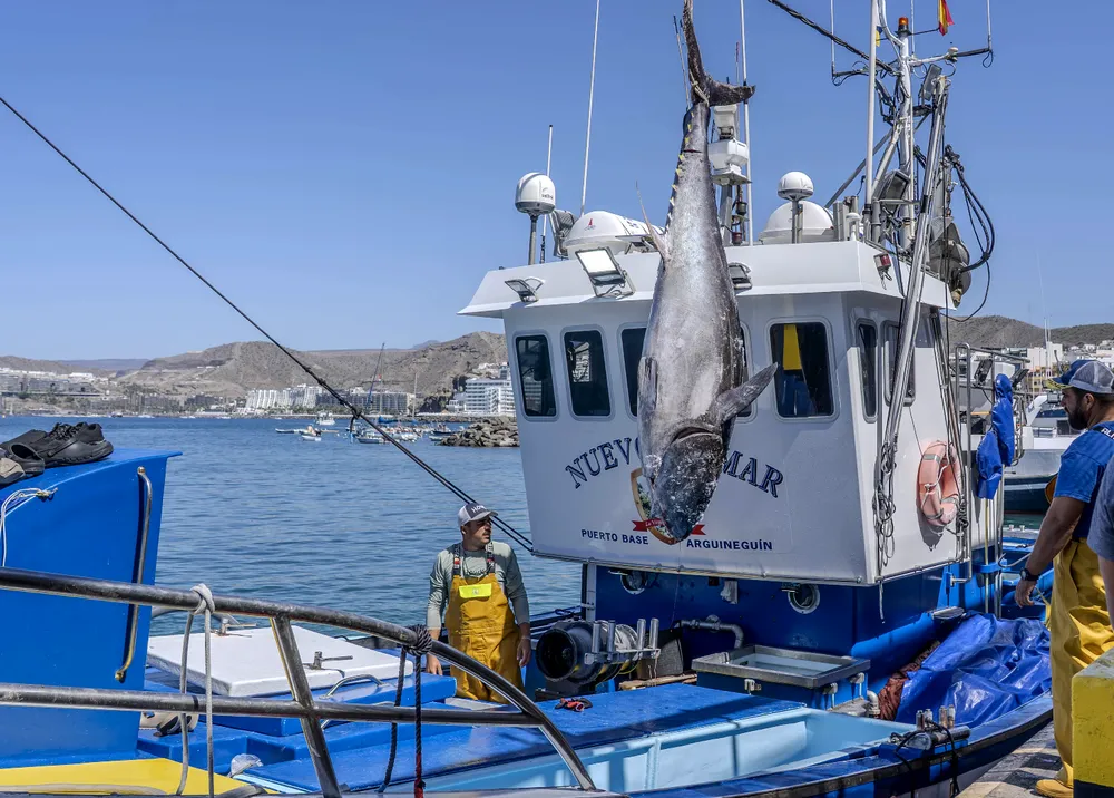 Arguineguin-abre-campaña-atun-rojo-en-gran-canaria