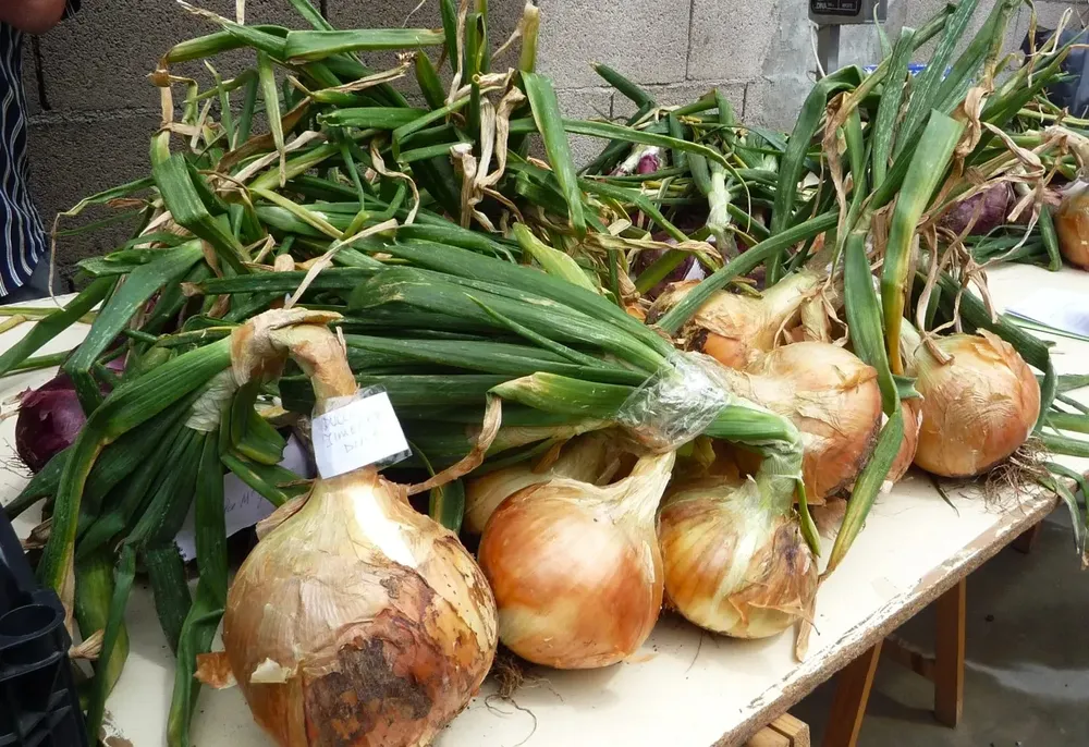 cebolla-de-galdar-marca-resgistrada-por-el-ayuntamiento_noticias-de-gran-canaria Gáldar inicia el expediente para patentar la marca 'Cebolla de Gáldar' I noticias de gran canaria