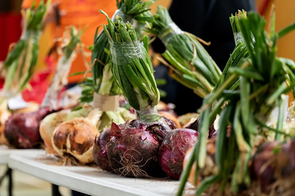 fiesta-de-la-cebolla-de-galdar-en-piso-firme