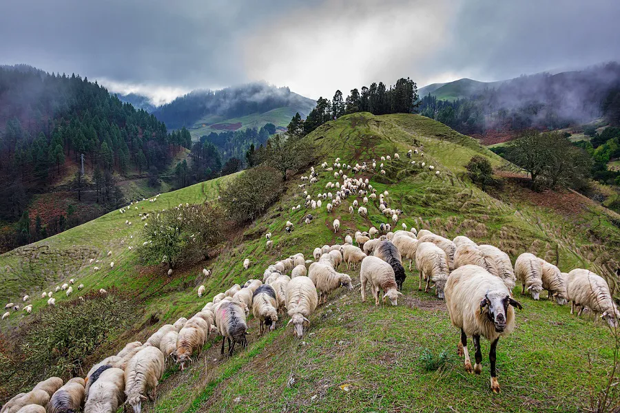 incentivos-para-proteger-trashumancia-en-gran-canaria