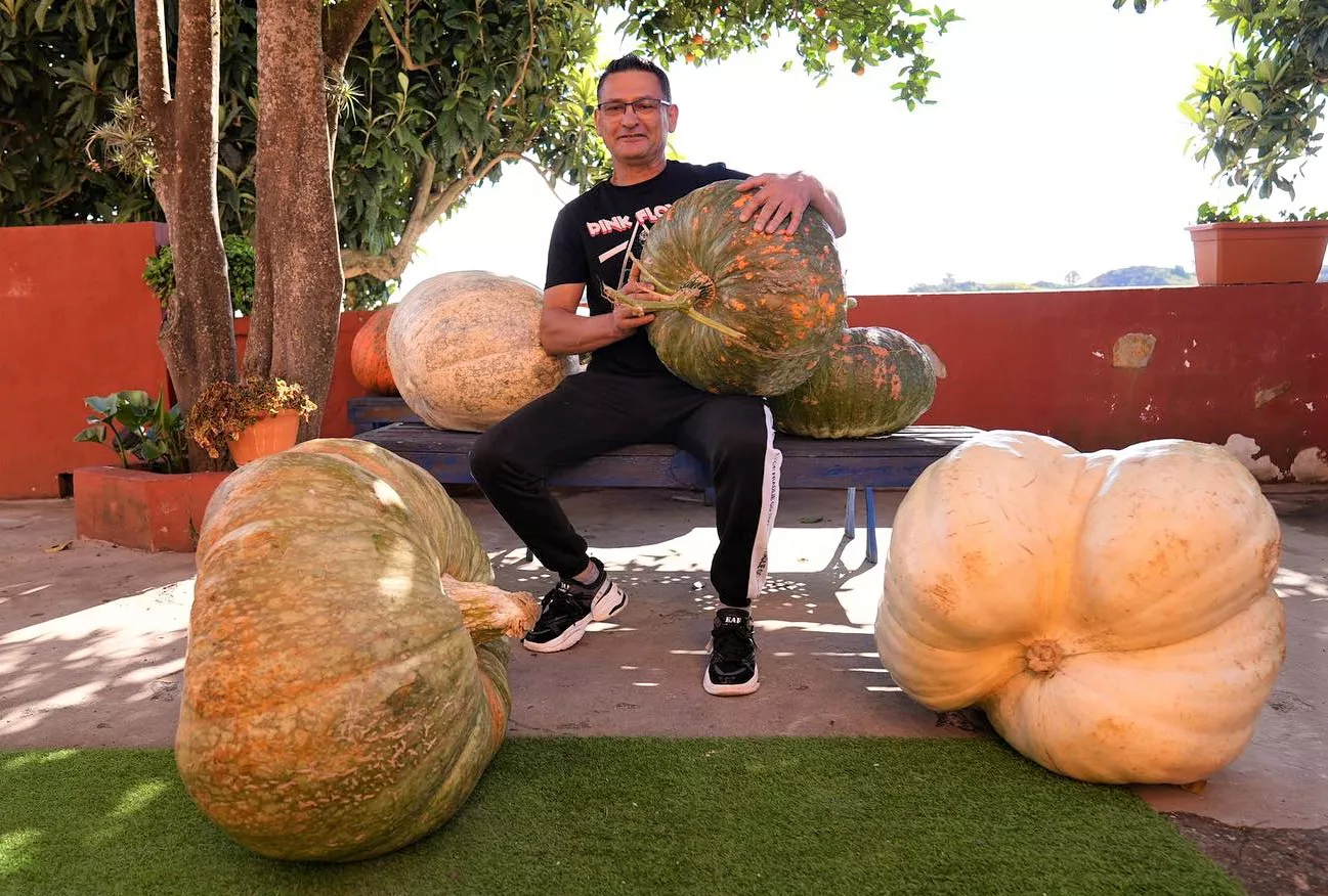 luis-garcia-valleseco-calabzas-gigantes