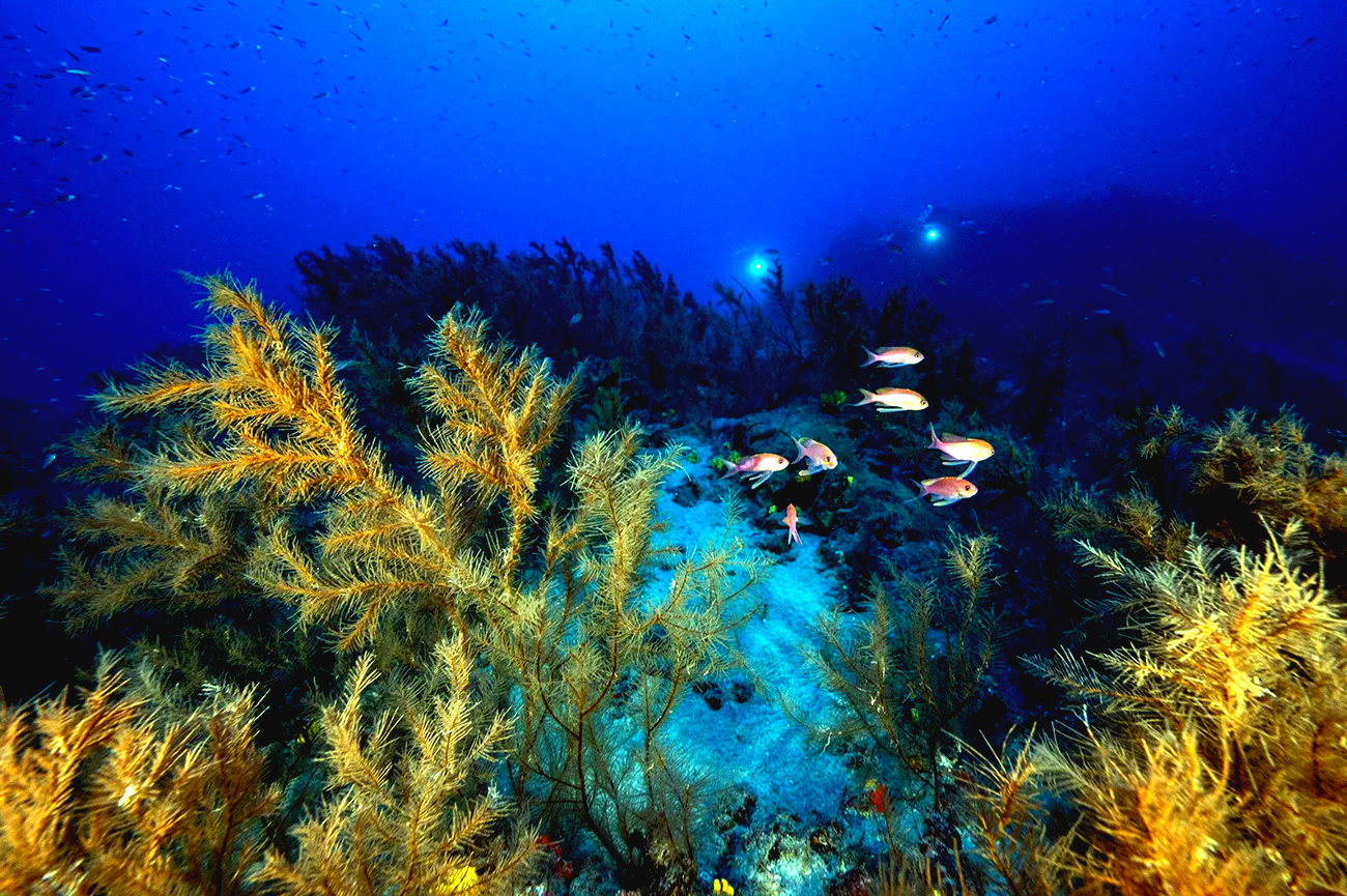 ECOAQUA-traza-primer-mapa-integral-de-corales-negros-en-Canarias