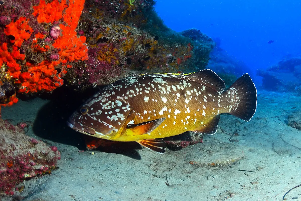 gobierno-y-ulpgc-colaboran-para-actualizar-talla-minima-captura-de-tres-especies-de-peces-mero-chopa-y-pejeperro