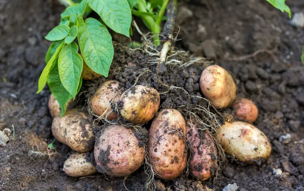 canarias-desabastecida-de-papas-I-la-gaceta-noticias-de-gran-canaria