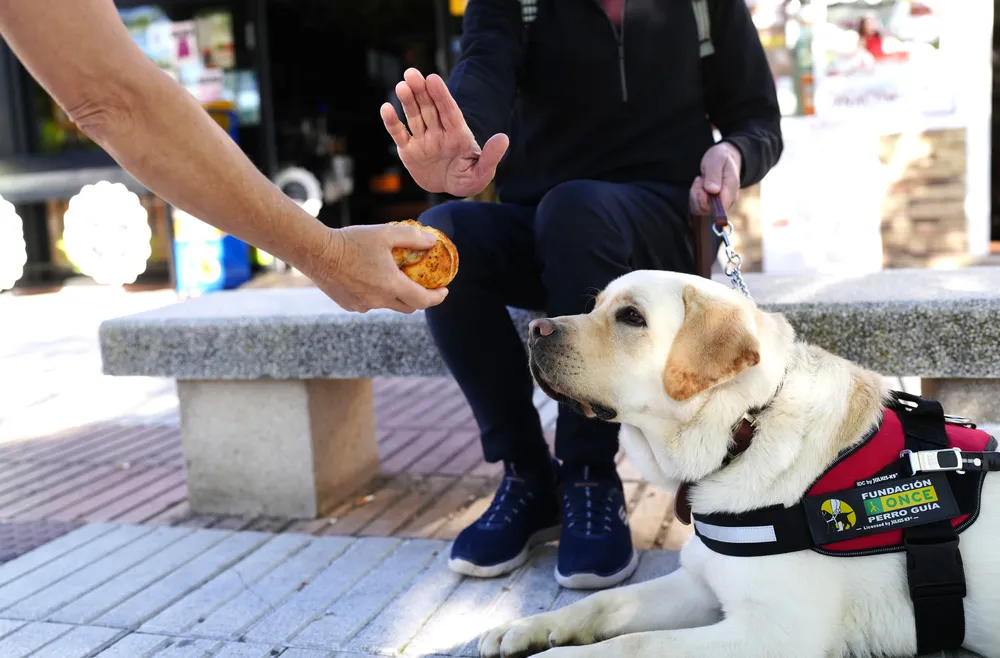 perros-guia-de-la-ONCE-piden-que-no-los-distraigas-con-alimentos_la-gaceta-de-gran-canaria