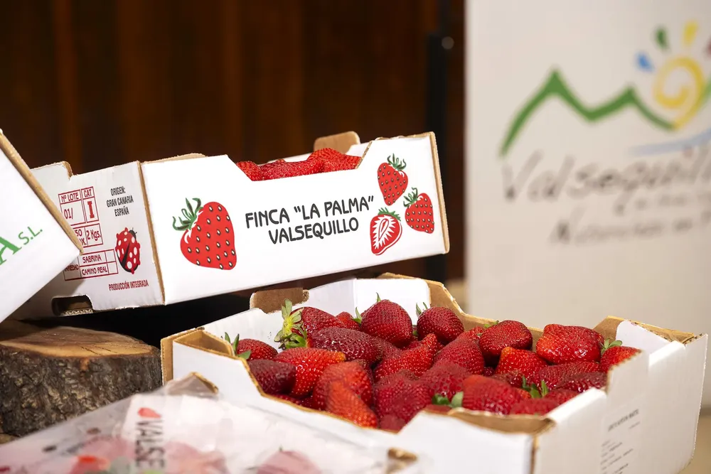 valsequillo-presume-de-su-fresa_noticias-de-gran-canaria