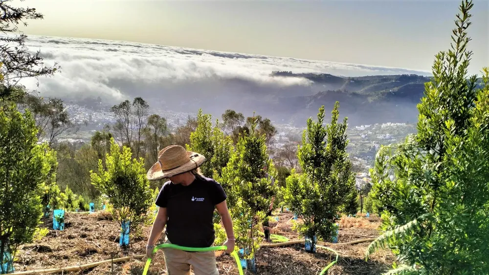 foresta-planta-arboles-en-gran-canaria-I-la-gaceta-noticias-de-gran-canaria