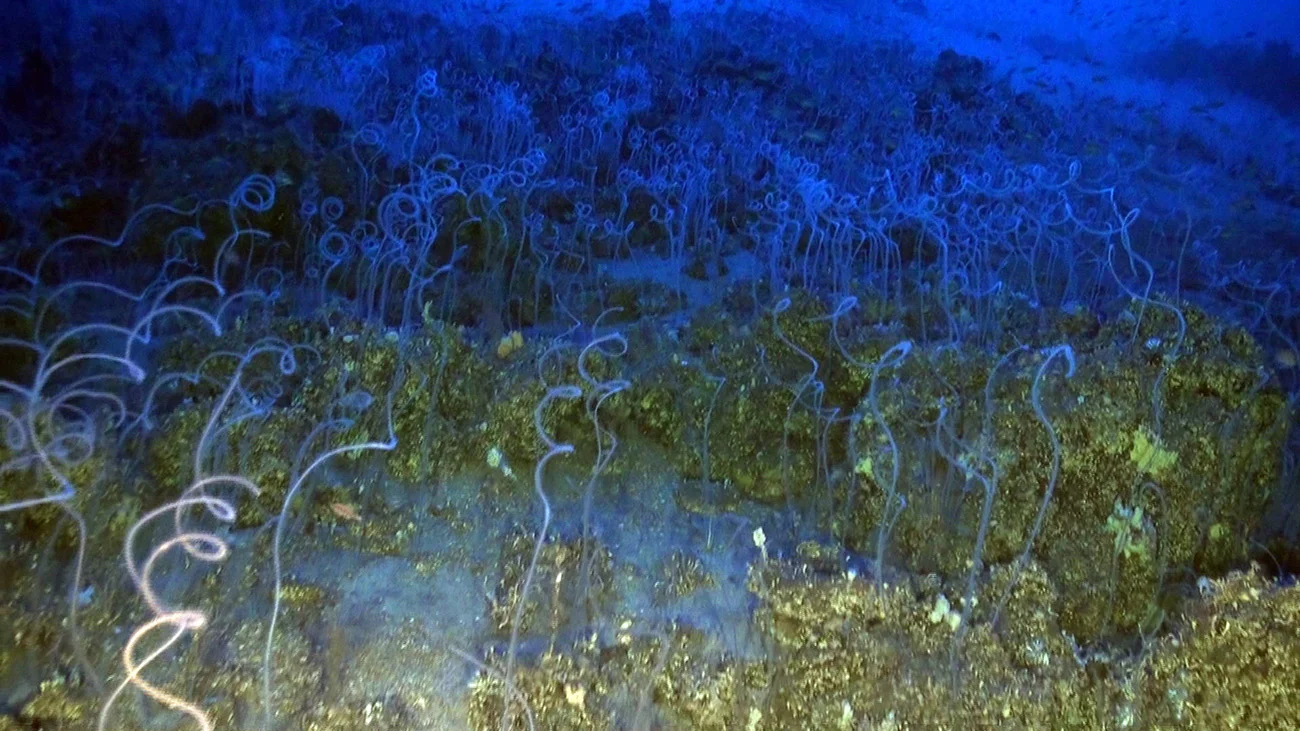 Foto 2. Bosque de coral negro en el Mar de las Calmas a 130 m (El Hierro). Fuente Oceana EUO © OCEANA  58985
