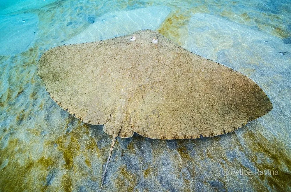 ecoaqua-incorpora-dispositivos-luminosos-en-artes-de-pesca-para-evitar-pesca-accidental-de-tiburones-y-rayas_5