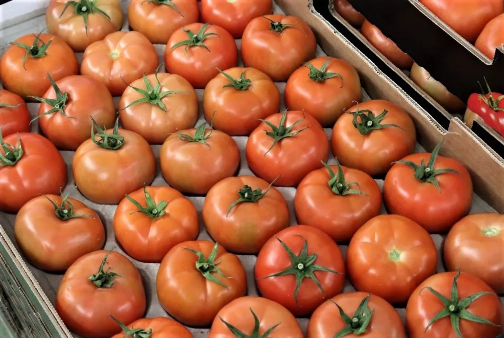 Tomate-cultivado-en-Gran-Canaria