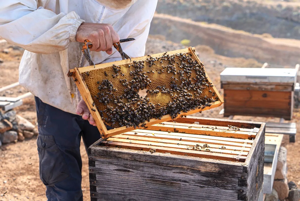 garoe-mejor-miel-gran-canaria_garoe-perera-lopez
