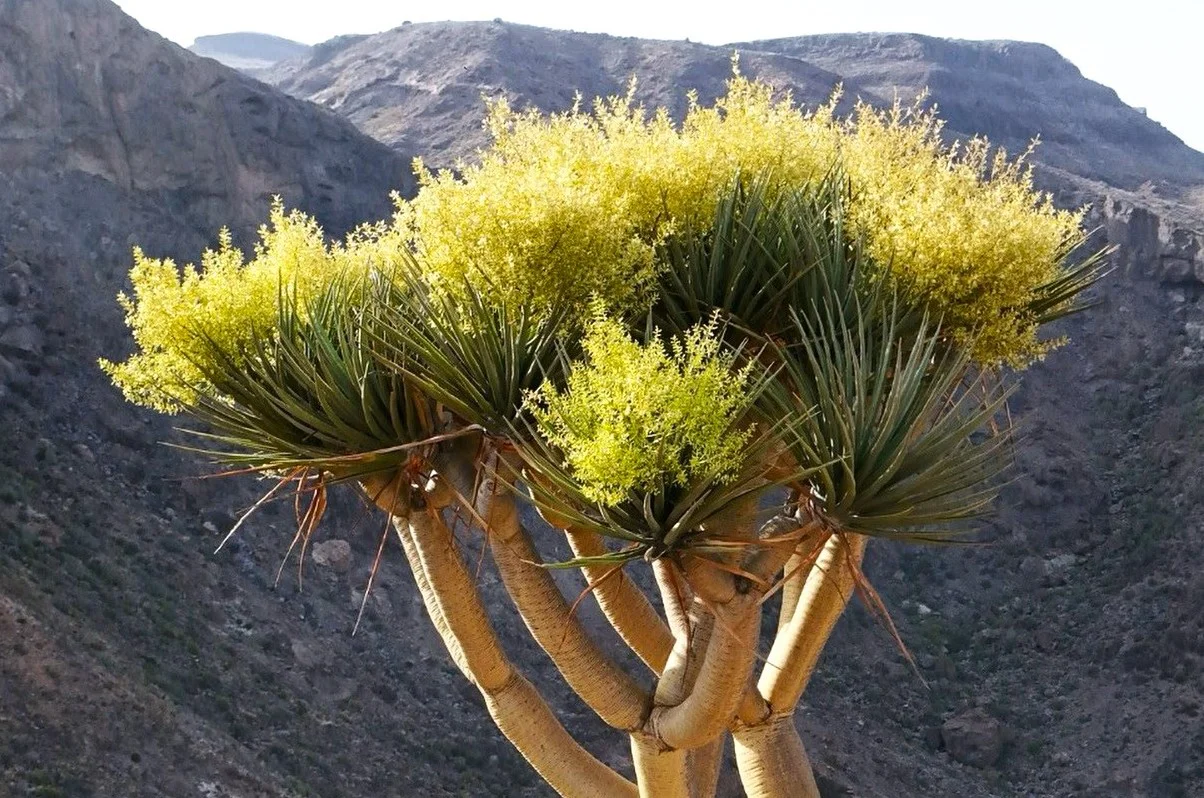 drago-de-gran-canaria-en-peligro-de-extincion