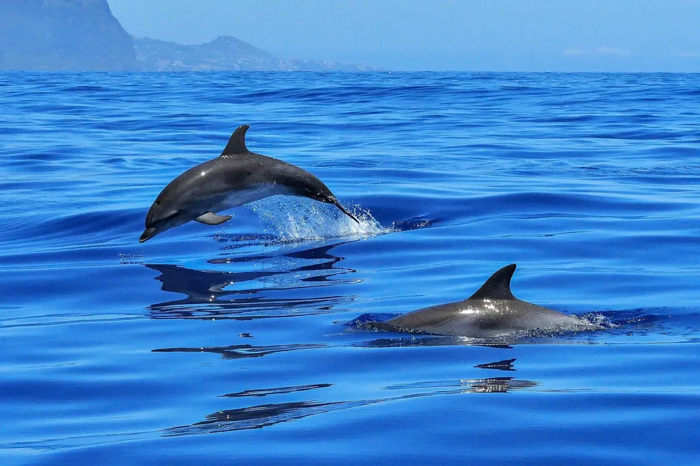 ulpgc-trabaja-creacion-herramienta-interactiva-para-prevenir-colision-barcos-con-cetaceos