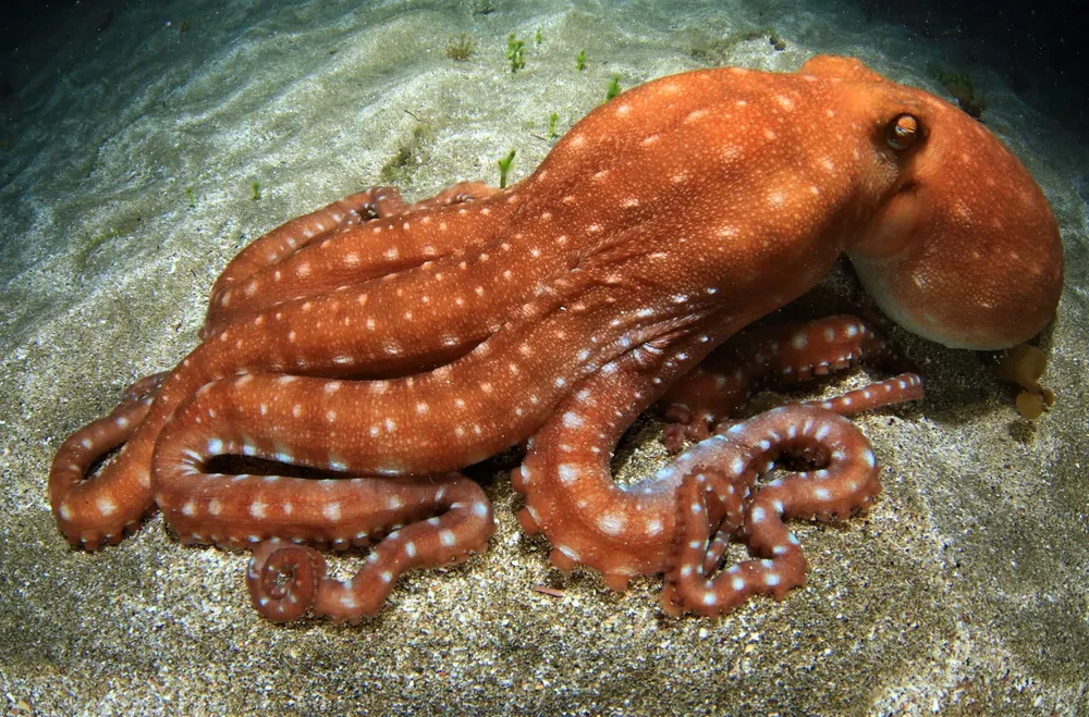 pulpo-playa-las-canteras-fotosub-I-la-gaceta-noticias-gran-canaria